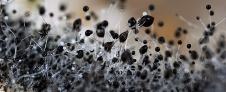 newcastle maitland hunter valley mould samples sampling residential home black mould testing